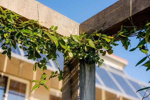 Eiken pergola met klimplanten
