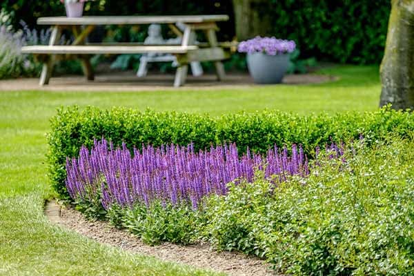 Border met salvia en lage hagen, met een picknicktafel
