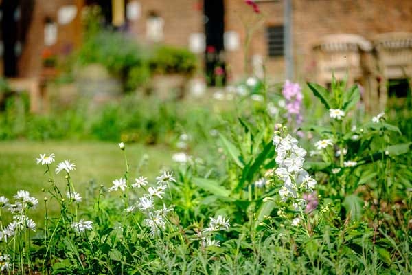 Plukbloemen in een natuurlijke menging