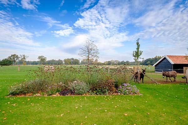 Weiland met landschappelijke beplanting en schapen